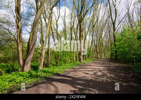 Percorso attraverso i boschi vicino al giardino botanico Fletcher Moss a Didsbury, nella zona sud di Manchester, in un giorno di primavera soleggiato. Foto Stock