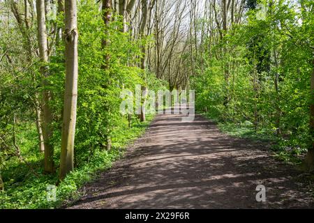 Percorso attraverso i boschi vicino al giardino botanico Fletcher Moss a Didsbury, nella zona sud di Manchester, in un giorno di primavera soleggiato. Foto Stock