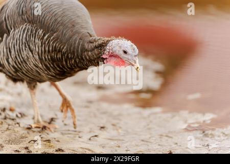 Paesaggio rurale con ampio petto di tacchino domestico. Foto Stock