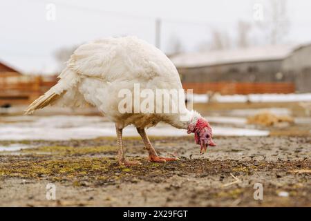 Paesaggio rurale con ampio petto di tacchino domestico. Foto Stock