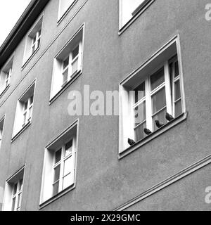 Quattro piccioni seduti su un davanzale a Berlino, Germania, Europa Foto Stock