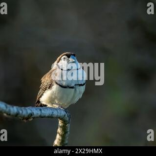 finch a doppia barba (Taeniopygia bichenovii) a coda lunga con caratteristiche "a gufo", con una faccia bianca delimitata in nero. Foto Stock