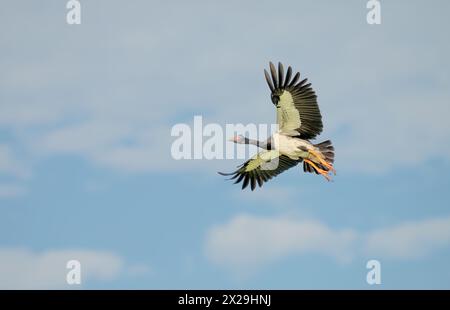 Magpie Goose, (Anseranas semipalmata) grande uccello d'acqua bianco e nero con grumi bulbosi sulla sommità della testa e sorprendenti gambe e piedi arancioni. Foto Stock