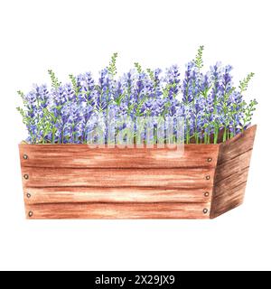 Illustrazione ad acquerello disegnata a mano. Lavanda in vaso con giardino in una grande cassa di legno. Un pezzo o Provenza Foto Stock