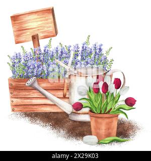 Illustrazione ad acquerello disegnata a mano. Scena rustica con cassa di legno con lavanda, vaso di fiori in terracotta con tulipani bianchi e rossi, annaffiatoio e W Foto Stock