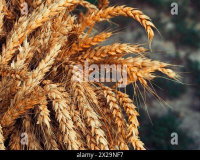 Cattura estetica incentrata su gambi di grano dorato maturato che simboleggiano abbondanza e bellezza naturale. Foto Stock