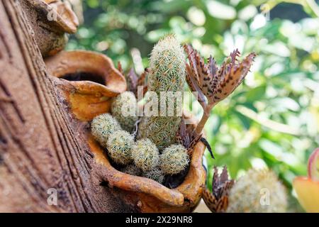 Mammillaria elongata in un piccolo vaso decorativo Foto Stock