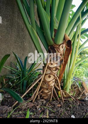 filodendron bipinnatifidum potato con foglie grandi Foto Stock