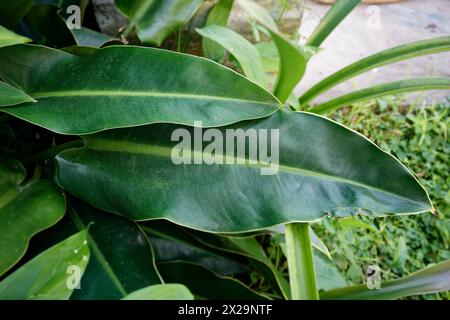 Grandi foglie di Philodendron glaziovii Foto Stock