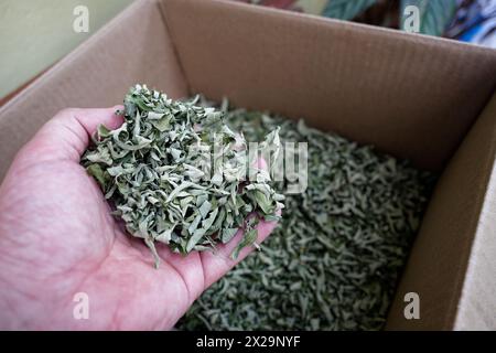 Foglie essiccate di Aloysia polystachya Foto Stock