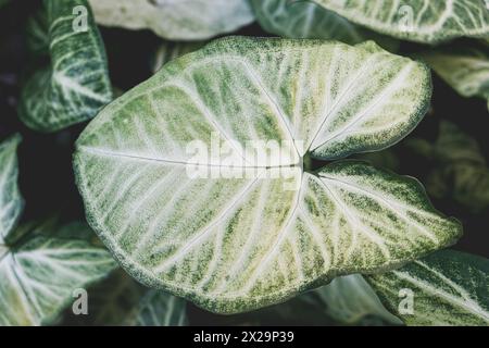 Grandi foglie perfette della pianta Syngonium podophyllum Foto Stock