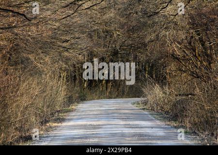 Misteriosa strada forestale di ghiaia coperta da un baldacchino di fitti alberi senza foglie sui rami da tutti i lati nelle fredde giornate invernali soleggiate Foto Stock