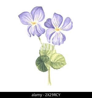 Fiori Violetta con foglie. Acquerello in giardino. Illustrazione isolata disegnata a mano della fioritura primaverile estiva. Pianta selvatica del prato Viola. Dra botanica Foto Stock