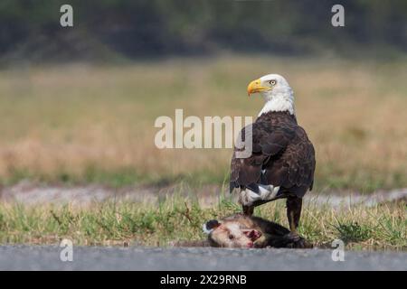 Aquila calva (Haliaeetus leucocephalus) con opossum, Kissimmee, Florida, USA Foto Stock