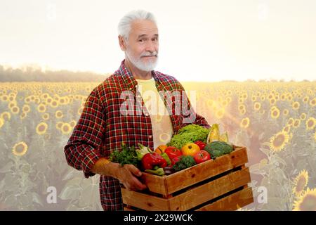 Doppia esposizione dell'agricoltore con cassa di raccolta e campo di girasole Foto Stock