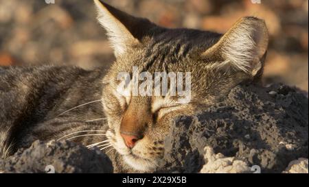 Puerto del Carmen, Lanzarote. Un gatto semi-selvatico si rilassa sulle rocce nel porto di Puerto del Carmen Foto Stock