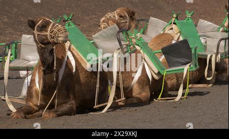 Lanzarote, Isole Canarie. I turisti fanno un giro in cammello al Parco Nazionale di Timanfaya, Lanzarote. E' una popolare attrazione turistica. Foto Stock