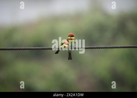 Un pigiama di api con testa di castagno arroccato su un cavo. Foto Stock