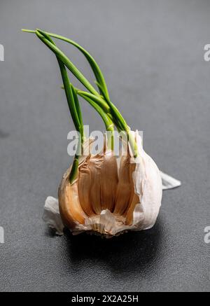 Il bulbo d'aglio germoglia verde mentre si riproduce, pronto per la semina Foto Stock