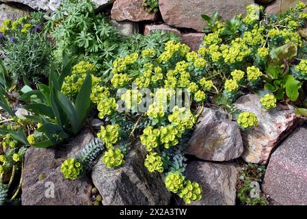 Walzen-Wolfsmilch, Euphorbia myrsinites ist eine schoene Pflanze mit gruenen Blueten. Roller sprurge è una bella pianta con fiori verdi. Foto Stock