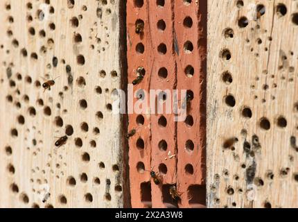 Insektenhotels dienen Insekten, vor allem Wildbienen, alls Unterschlupf und Brutstaette. Gli alberghi per insetti servono insetti, specialmente api selvatiche, come rifugio Foto Stock