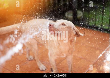Spruzzare acqua sulla pelliccia del cane labrador con il tubo nello sfondo della casa Foto Stock