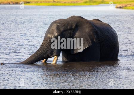 Un singolo elefante che fa il bagno e beve nel fiume Chobe. Parco nazionale del Chobe, Botswana, Africa. Concetto di viaggio e vacanza. Foto Stock