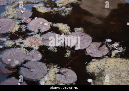 Ninfee Purplewater, foto che ricordano i dipinti impressionisti di Monet scattati a Firenze Foto Stock