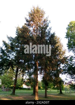 Une rangée de sapins dans l'Yonne, Francia Foto Stock