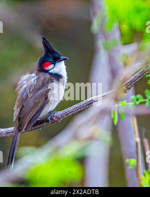 Un bulbul rosso Whiskered appollaiato su un albero Foto Stock