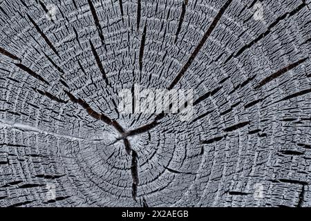 Struttura del tronco dell'albero. Sezione trasversale di acacia carbonizzata. Schema naturale Foto Stock