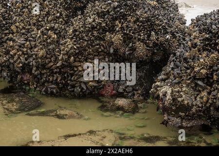 Cozze e altri Sea Life Cling to Rocks su Cannon Beach a Low Tide in estate Foto Stock