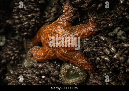 Orange Ochre Sea Star texture a Low Tide aggrappato alla roccia Foto Stock