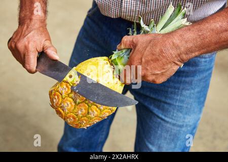 Pedro nel, agricoltore, sbucciatura di un miele d'ananas d'oro, Piña oro miel, Buenavista, Quindio, Colombia, sud America Foto Stock