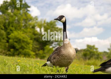 Canada Goose - verde vibrante - cielo blu - nuvole soffici - ambiente tranquillo del parco. Presa a Toronto, Canada. Foto Stock