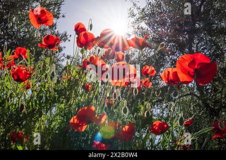 Papaveri nell’oliveto, villaggio di Salobre, Sierra de Alcaraz, provincia di Albacete, Castilla-la Mancha, Spagna Foto Stock