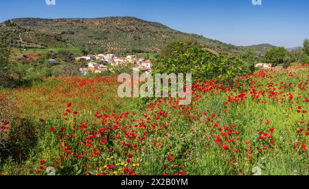 Papaveri nell’oliveto, villaggio di Salobre, Sierra de Alcaraz, provincia di Albacete, Castilla-la Mancha, Spagna Foto Stock