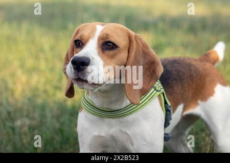 Simpatico cane beagle nel parco sull'erba verde. Foto Stock