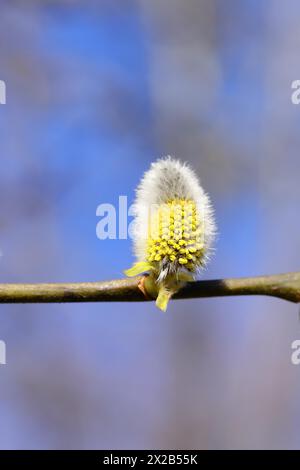 Salice di capra in fiore (Salix caprea), gattini di fiori con polline su un ramo, primo piano, Renania settentrionale-Vestfalia, Germania, Europa Foto Stock