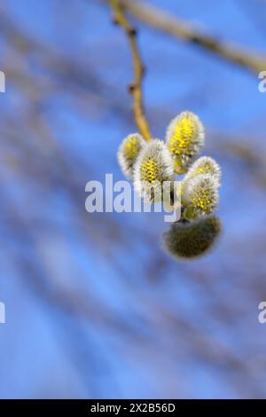 Salice di capra in fiore (Salix caprea), gattini di fiori con polline su un ramo, primo piano, Renania settentrionale-Vestfalia, Germania Foto Stock