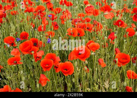 Fiori di papavero (Papaver rhoeas), Baden-Württemberg, Un gruppo di papaveri enfatizza il rosso vivo su sfondo verde, fiori di papavero (Papaver rhoeas) Foto Stock