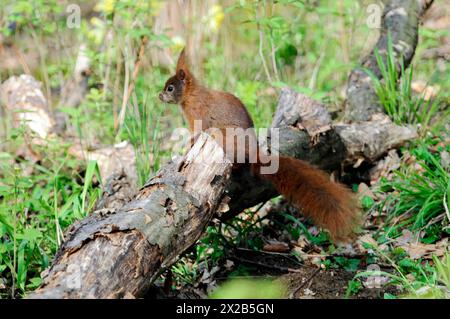 Scoiattolo rosso eurasiatico (Sciurus vulgaris), prigioniero, Un piccolo scoiattolo si trova su un tronco di albero nella foresta, zoo, Baviera, Germania, Europa Foto Stock