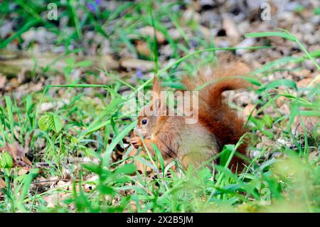 X™scoiattolo rosso eurasiatico (Sciurus vulgaris), prigioniero, scoiattolo bruno EA che forgia per il cibo sul fondo della foresta tra l'erba, zoo, Baviera, Germania, E. Foto Stock