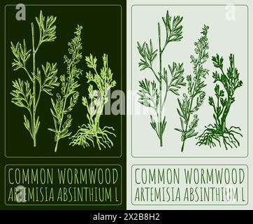 Disegno vettoriale COMUNE WORMWOOD. Illustrazione disegnata a mano. Il nome latino è ARTEMISIA ABSINTHIUM L. Illustrazione Vettoriale