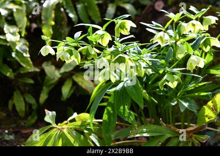 Alesaggio verde con fiori alla luce del sole Foto Stock