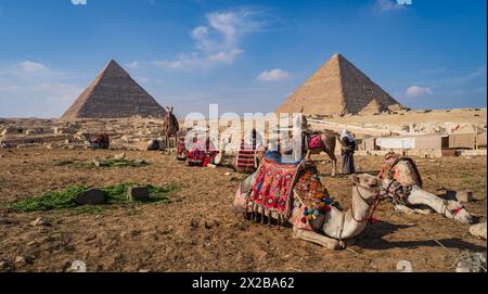 Diversi cammelli che poggiano sull'altopiano di Giza di fronte alla Sfinge, alla grande Piramide di Khufu e alla Piramide di Khafre, Foto Stock