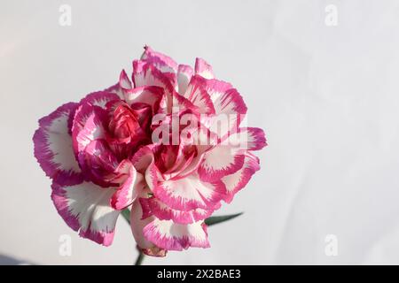 Splendido garofano fresco con petali bianchi frangiati con contorno rosa brillante su sfondo bianco Foto Stock