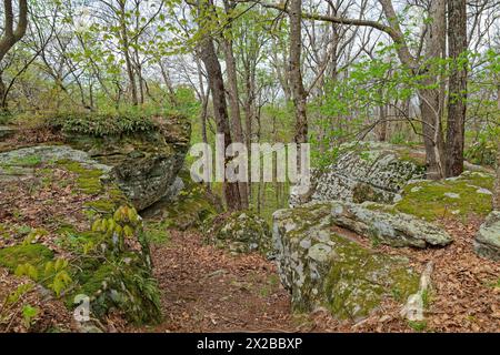 Campo di Boulder nella foresta con un sentiero che scende tra le enormi formazioni rocciose ricoperte di muschio e licheni con i boschi nel bac Foto Stock