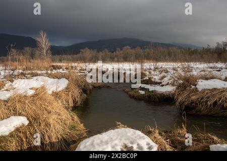 Piscina di castoro nelle montagne Bieszczady. Polonia, Europa. Foto Stock