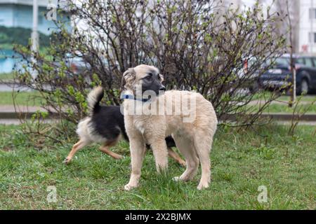 Due cani da compagnia sono in piedi fianco a fianco sull'erba e le loro code si aggrappano felicemente. Sembrano una razza operaia, si godono un momento di gioco in t Foto Stock